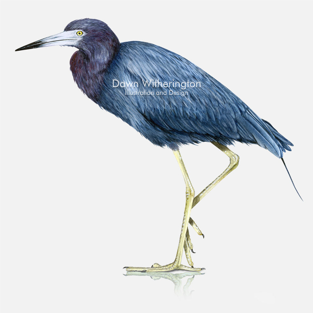 Little Blue Heron – drawnbydawn