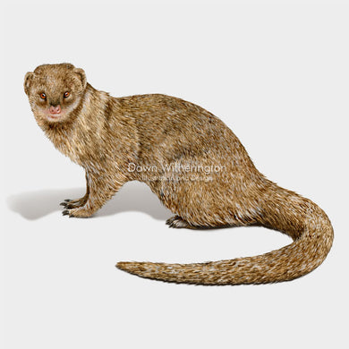 This drawing of a little Indian mongoose, Herpestes javanicus, is beautifully detailed.