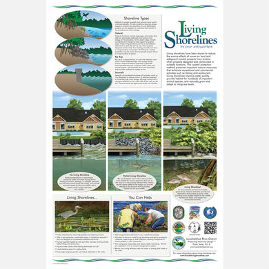 This beautiful poster provides information on the importance of living shorelines. 