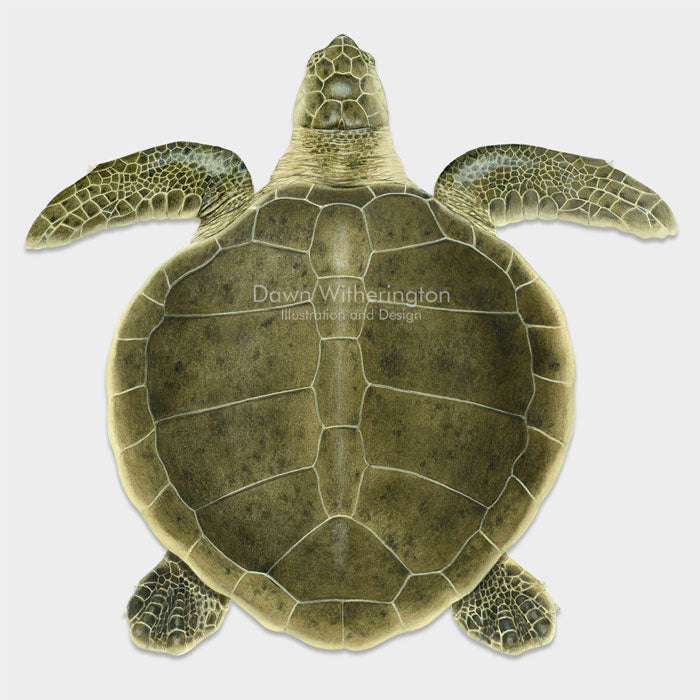 This beautiful drawing of a swimming Kemp's ridley sea turtle (Lepidochelys kempii) is biologically accurate in detail.