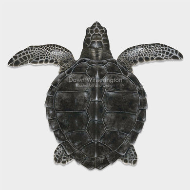 Products – Tagged Kemp's ridley turtle – drawnbydawn