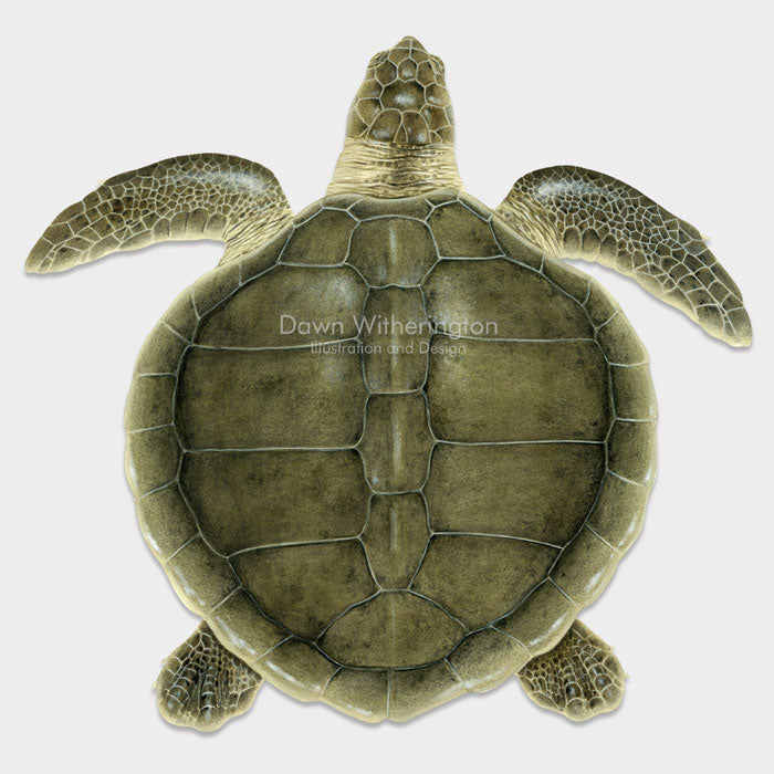 This beautiful drawing of an adult Kemp's ridley sea turtle (Lepidochelys kempii) is biologically accurate in detail.