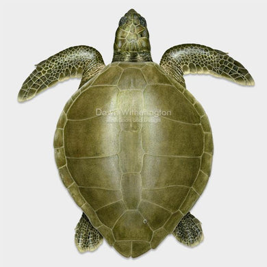 This beautiful dorsal illustration of an adult olive ridley sea turtle, Lepidochelys olivacea, is biologically accurate in detail.