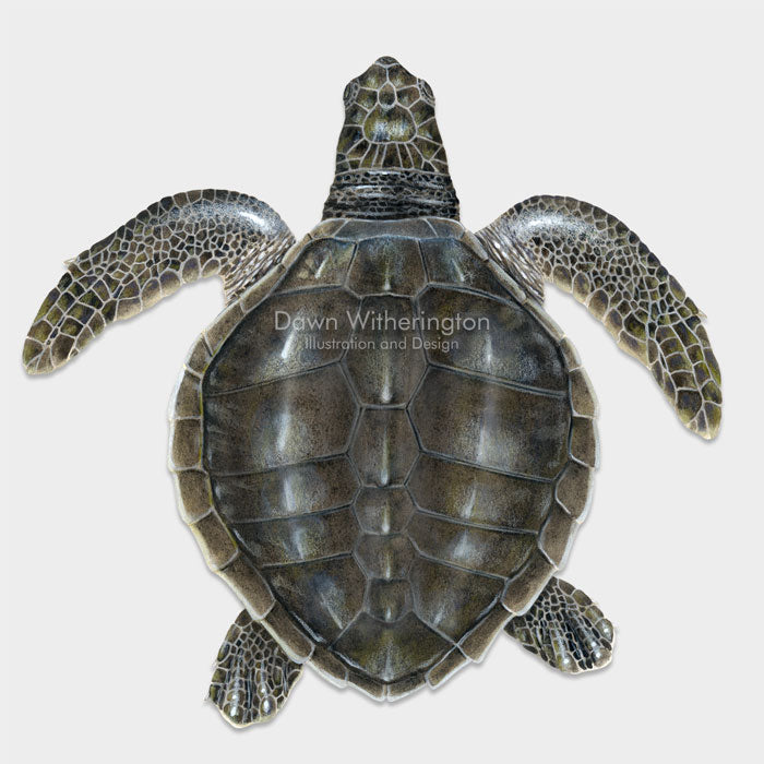 This beautiful illustration of a juvenile olive ridley sea turtle, Lepidochelys olivacea, is biologically accurate in detail.