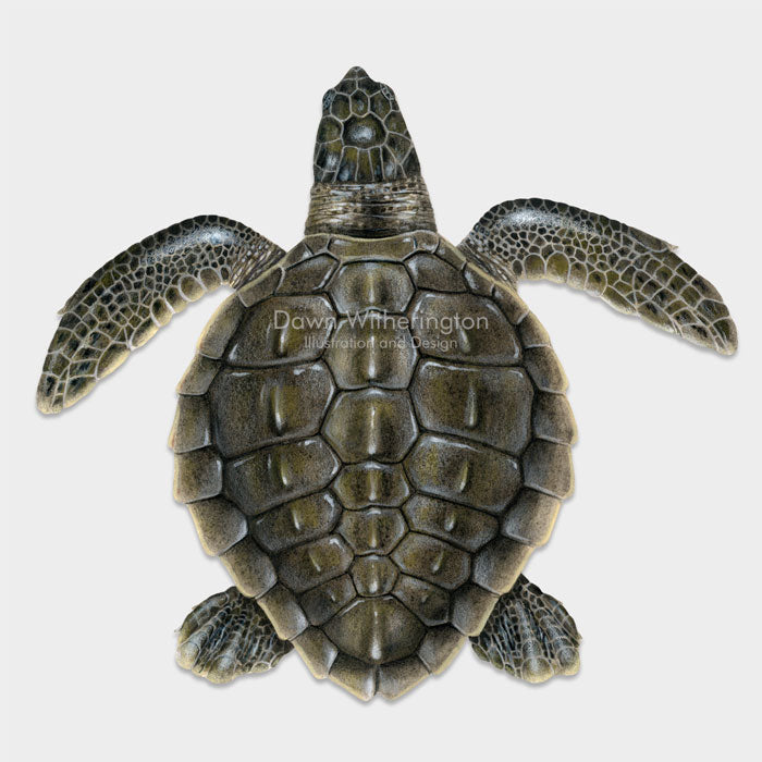 Olive Ridley Sea Turtle