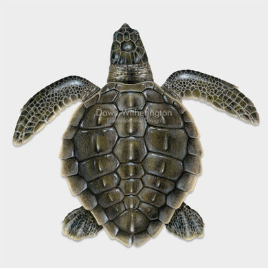 This beautiful drawing of a post-hatchling olive ridley sea turtle, Lepidochelys olivacea, is biologically accurate in detail.