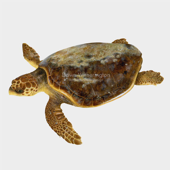 Loggerhead Sea Turtle Adult – drawnbydawn