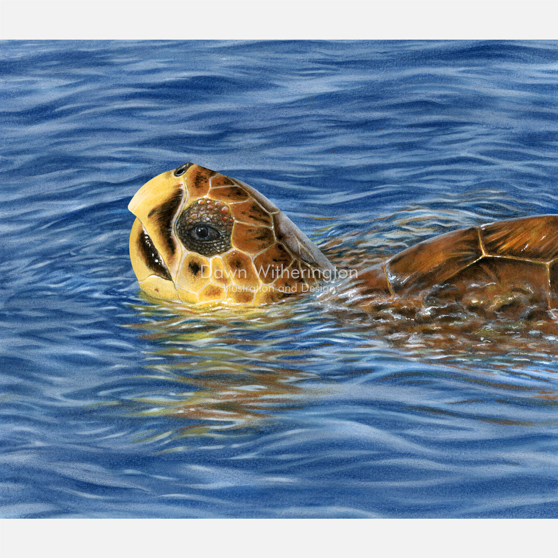 This beautiful illustration of a basking loggerhead sea turtle, Caretta caretta, is accurate in detail.