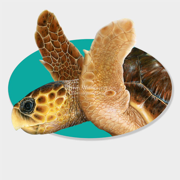This beautiful illustration of an adult loggerhead sea turtle, Caretta caretta, is biologically accurate in detail. 