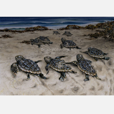 This beautiful illustration is of loggerhead sea turtle hatchlings (Caretta caretta) scurrying to the sea after emerging from their nest. 