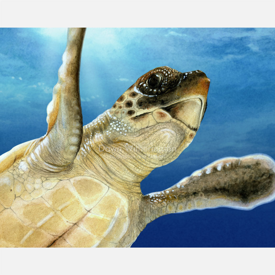 This beautiful drawing of a post-hatchling loggerhead sea turtle, Caretta caretta, is biologically accurate in detail. 