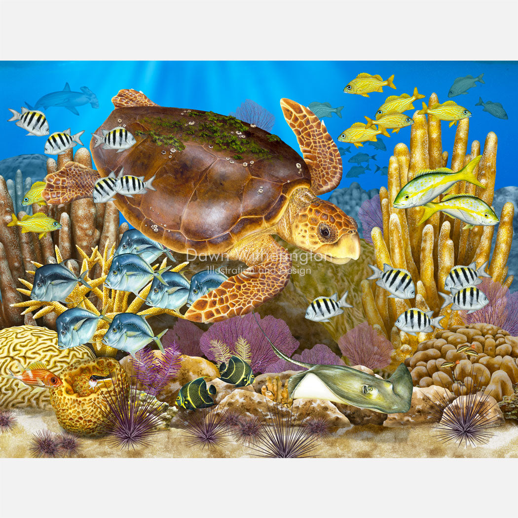 Loggerhead Sea Turtle in Coral Reef Habitat