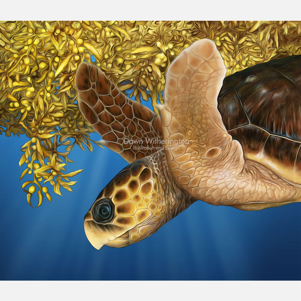 Loggerhead sea turtle in sargassum graphic – drawnbydawn