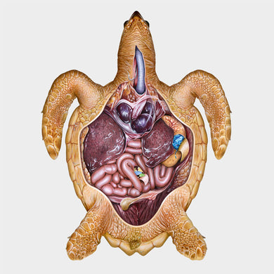 Sea turtle anatomy -- gastrointestinal system