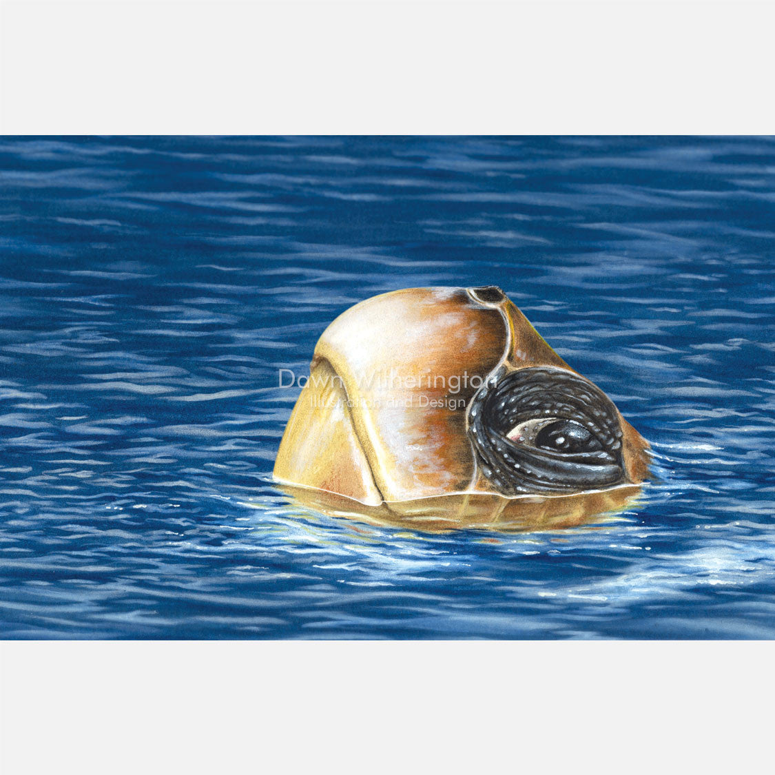 This beautiful illustration is of a loggerhead sea turtle, Caretta caretta, at the surface. 