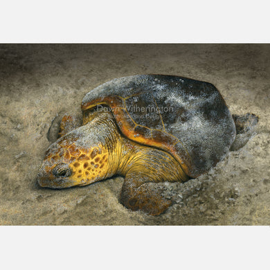 This beautiful illustration is of a nesting loggerhead sea turtle, caretta caretta, on a Florida beach.