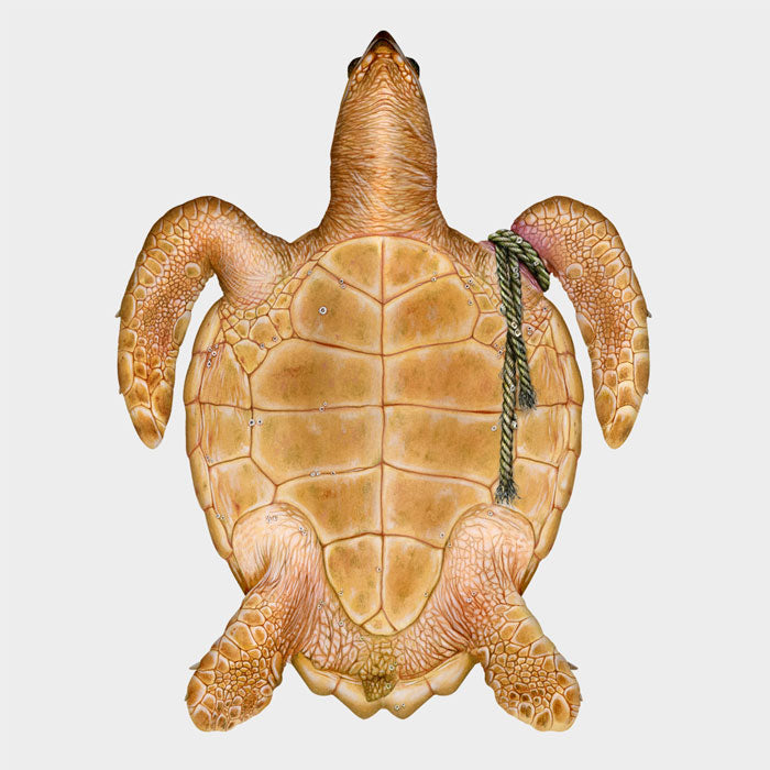 Sea turtle anatomy -- the plastron