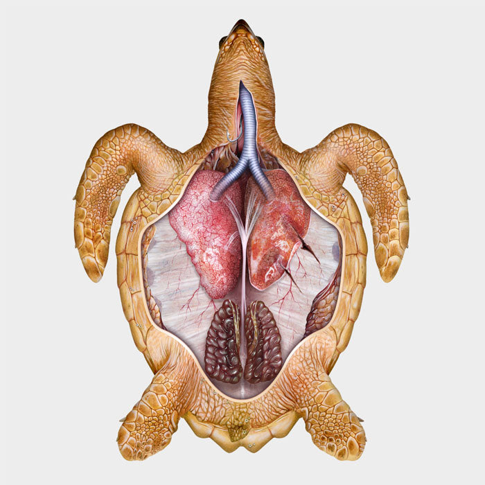 Sea turtle anatomy -- respiratory system