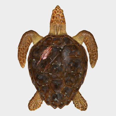 Sea turtle anatomy -- the carapace