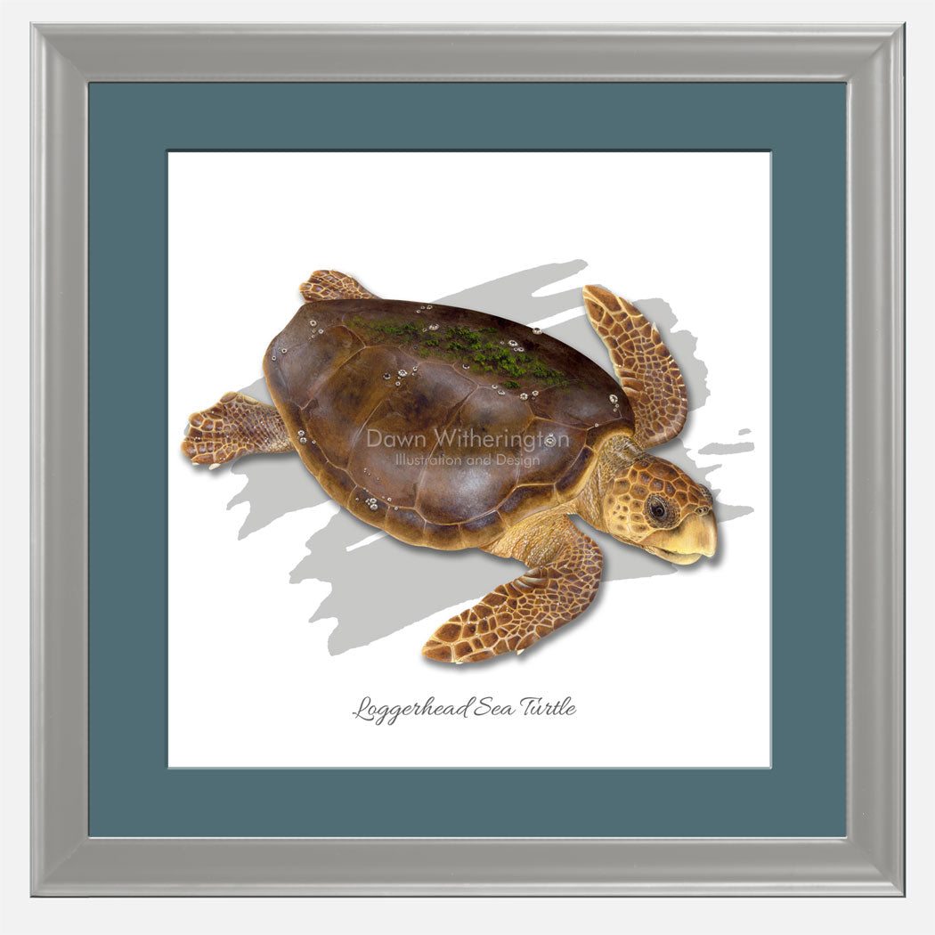 Loggerhead sea turtle with graphic