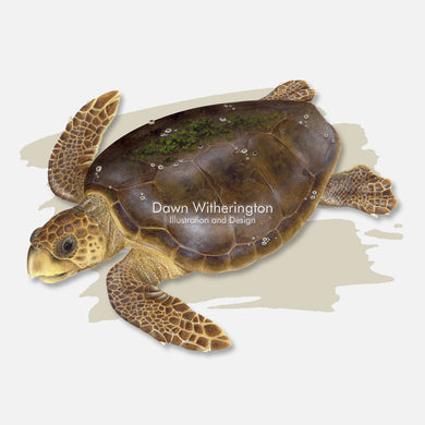 This beautiful illustration is of a loggerhead sea turtle, Caretta caretta, over a swash graphic.