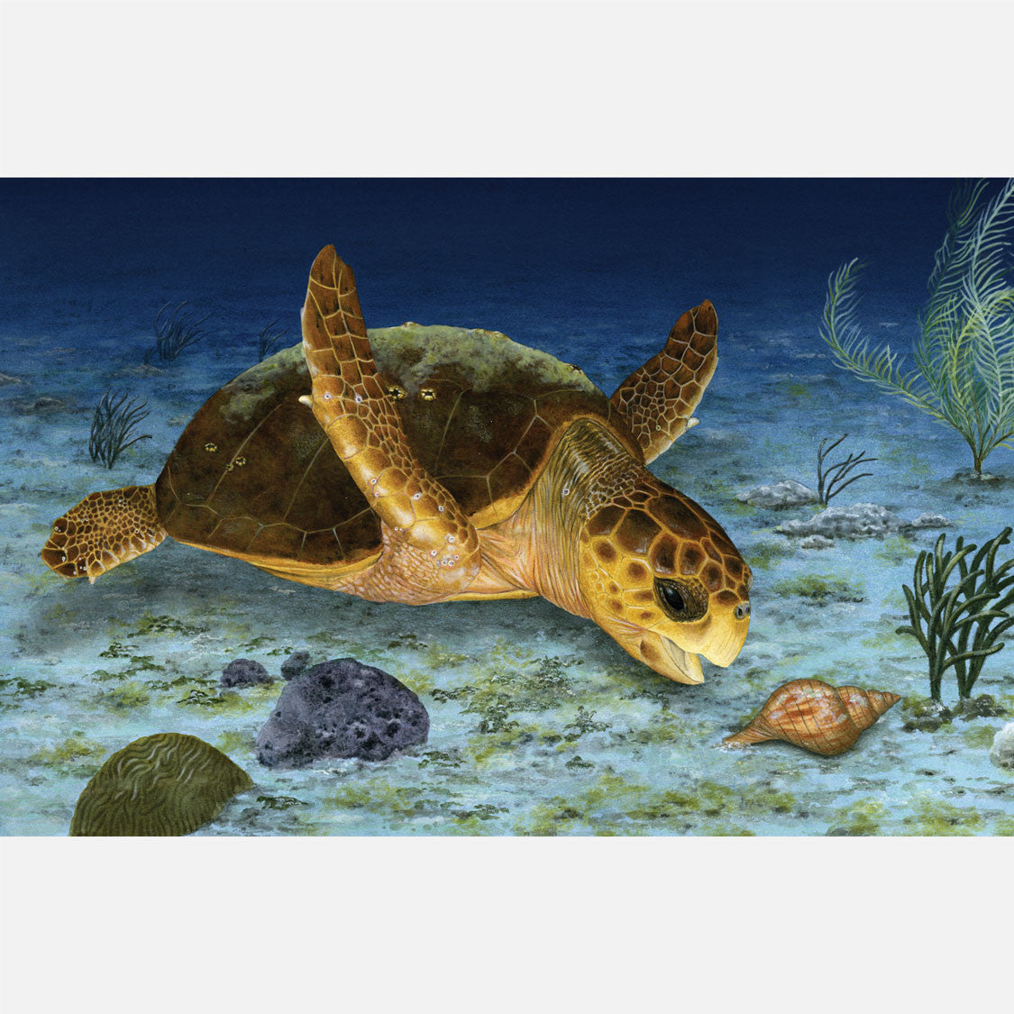 This beautiful, highly detailed illustration is of a loggerhead sea turtle, caretta caretta, approaching a tulip snail. 