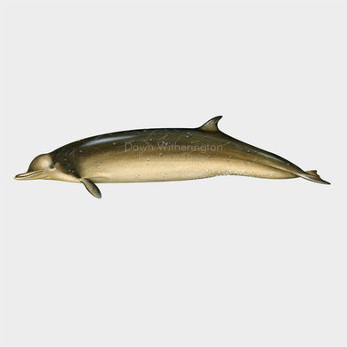 Longman's Beaked Whale