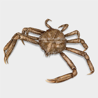 This beautiful illustration of a longnose spider crab, Libinia dubia, is biologically accurate in detail.