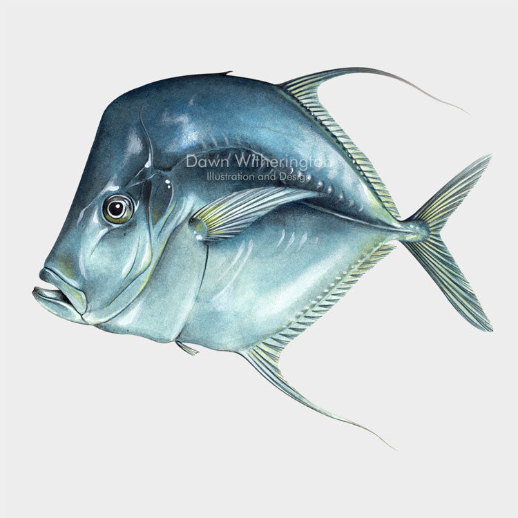 This beautiful illustration of a lookdown, Selene vomer, is biologically accurate in detail.
