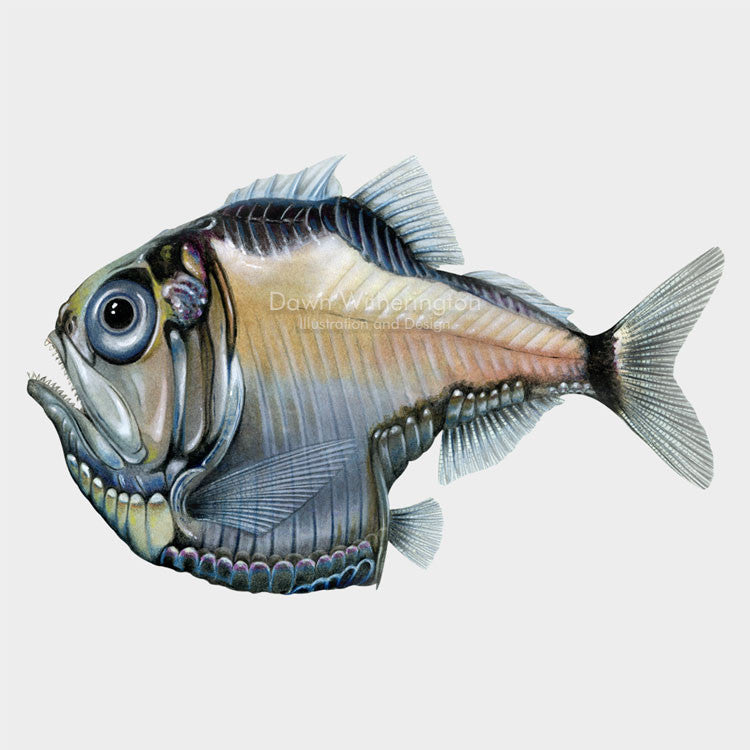 This beautiful drawing of a lovely hatchetfish, Argyropelecus aculeatus, is biologically accurate in detail.