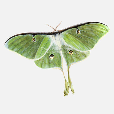 This wonderful illustration of a luna moth, Actias luna, is biologically accurate in detail.