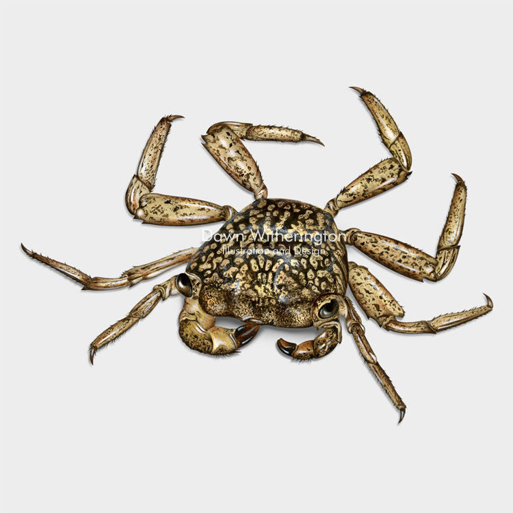 This beautiful illustration of a mangrove crab, Aratus pisonii, is biologically accurate in detail.
