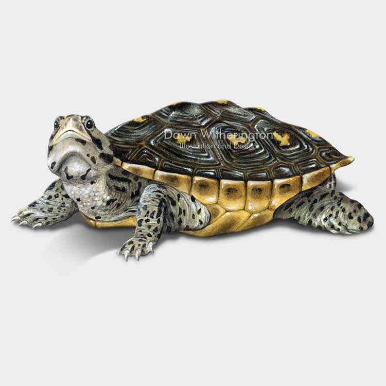 Mangrove Diamondback Terrapin