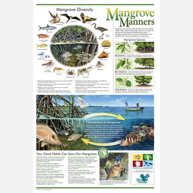 This beautiful poster provides information on the value of mangroves and the harmful effects human activity can have on them.
