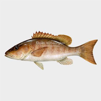 This beautiful illustration of a mangrove (gray) snapper, Lutjanus griseus, is biologically accurate in detail.