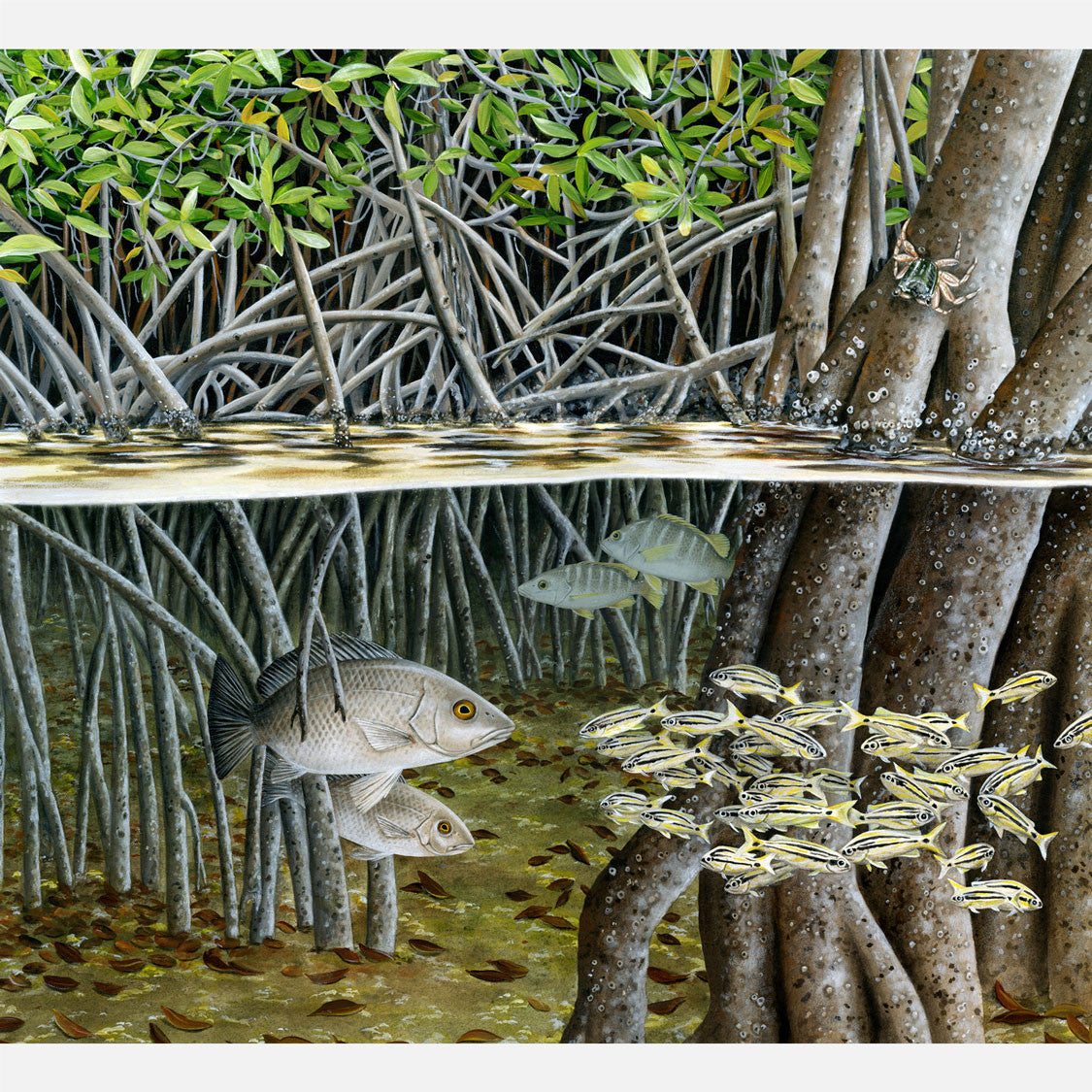 This beautiful, highly detailed illustration is of various Florida fish species amongst red mangrove, Rhizophora mangles, prop roots. 
