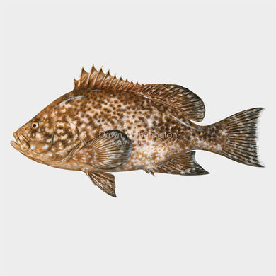 Marbled grouper