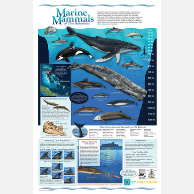This is a beautiful informational and identification poster about marine mammals of The Bahamas. 