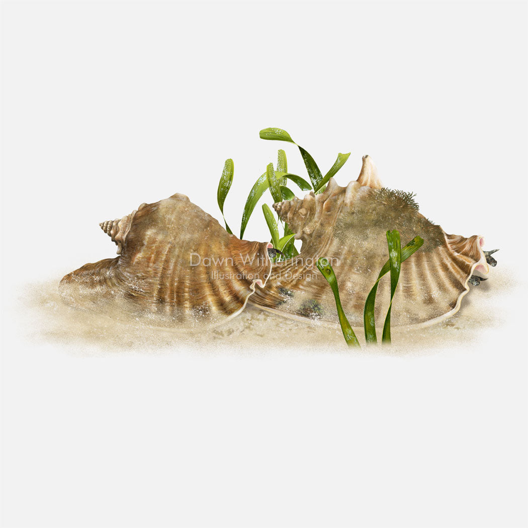 Mating Pair of Queen Conchs