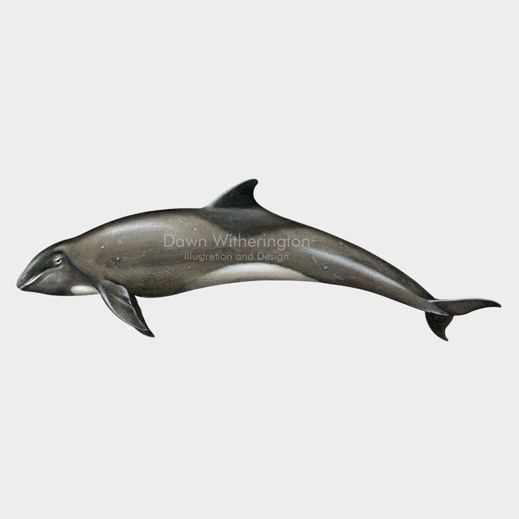 This drawing of a melon-headed whale, Peponocephala electra, is biologically accurate in detail.