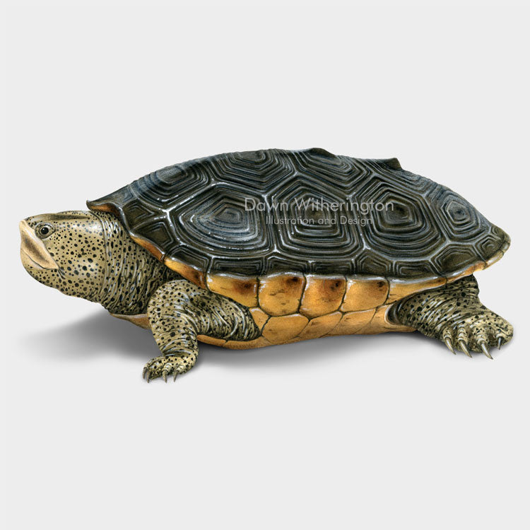 This beautiful drawing of a Mississippi diamondback terrapin, Malaclemys terrapin pileata, is biologically accurate in detail.