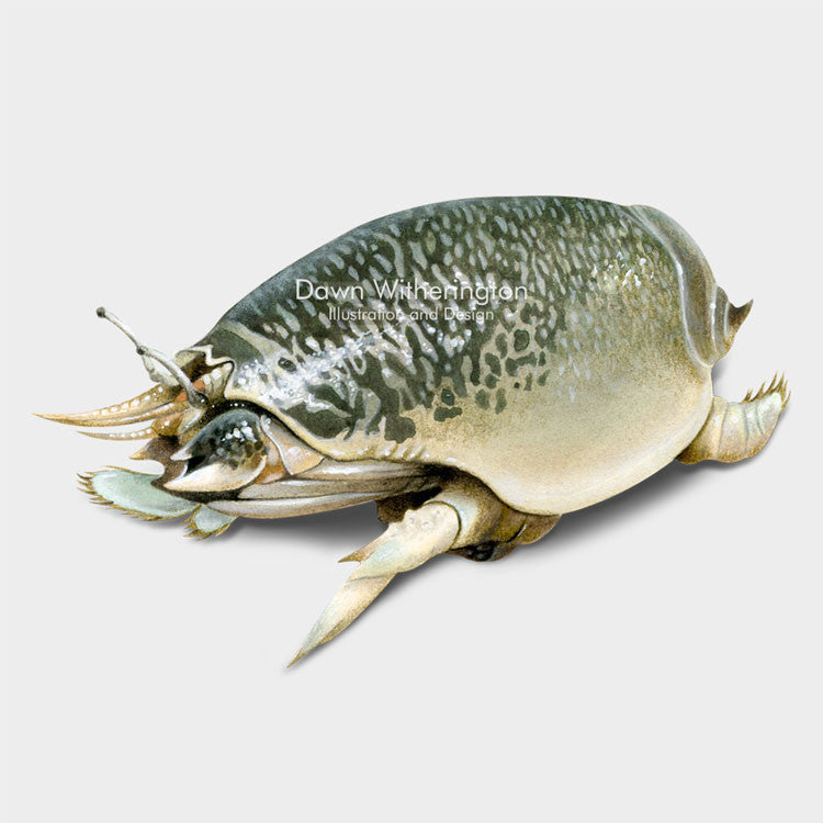 Eastern Mole Crab – drawnbydawn