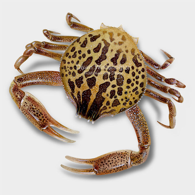 This beautiful illustration of a mottled purse crab, Persephona mediterranea, is biologically accurate in detail.