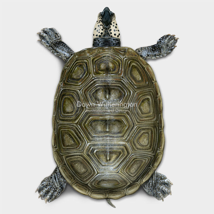 This dorsal llustration of an adult Florida east coast diamondback terrapin adult, Malaclemys terrapin tequesta, is biologically accurate in detail.