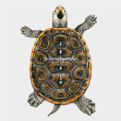 This beautiful illustration of a Florida east coast diamondback terrapin juvenile, Malaclemys terrapin tequesta, is biologically accurate in detail.