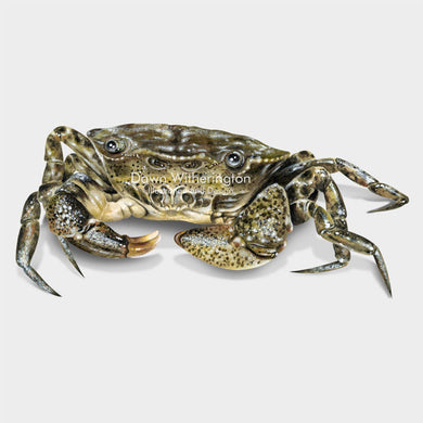 This beautiful illustration of a white-tipped mud crab (Rhithropanopeus harrisii, is biologically accurate in detail.