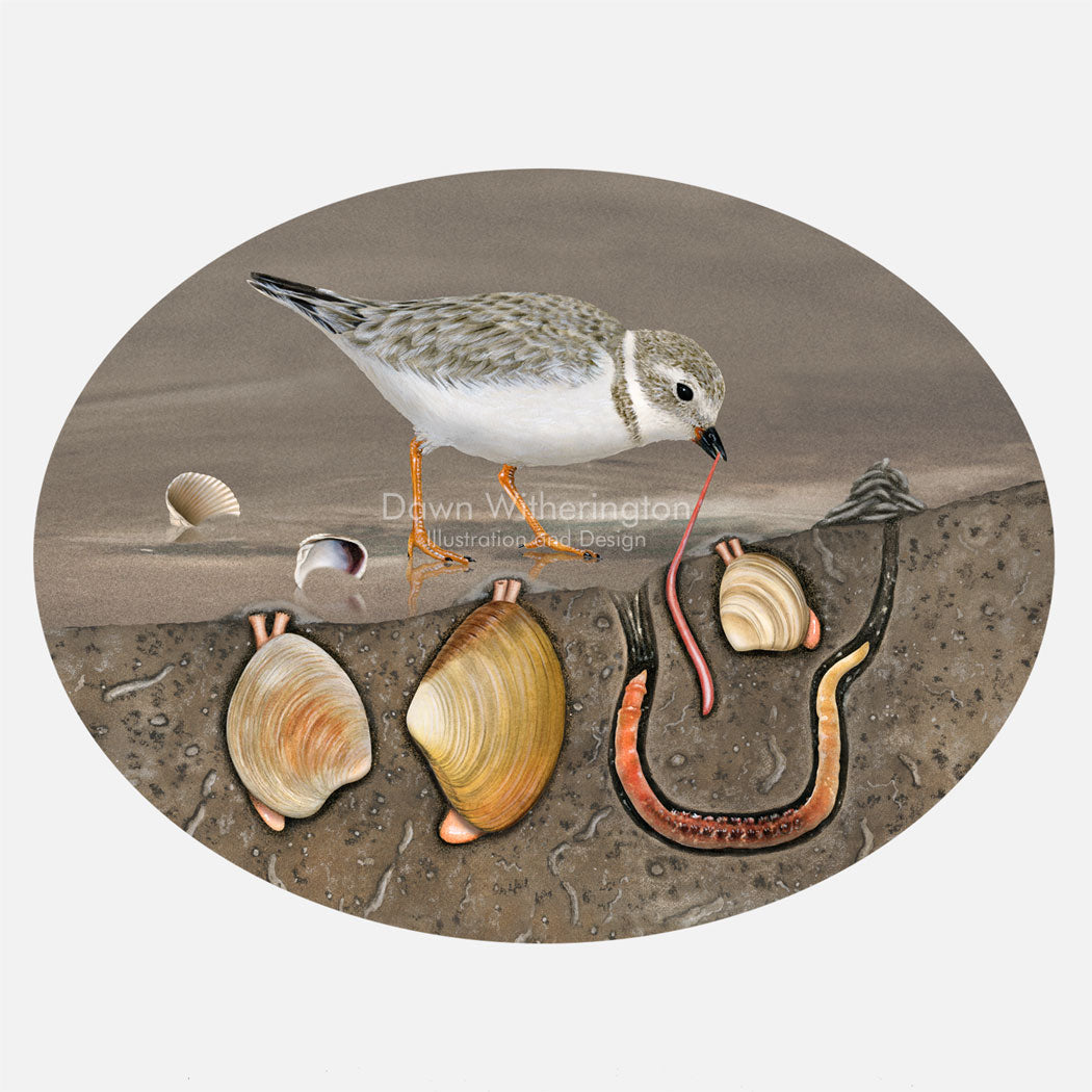 This illustration is a cut-a-way of a piping plover, Charadrius melodus, foraging in mudflats. The art shows clams and worms below the surface.