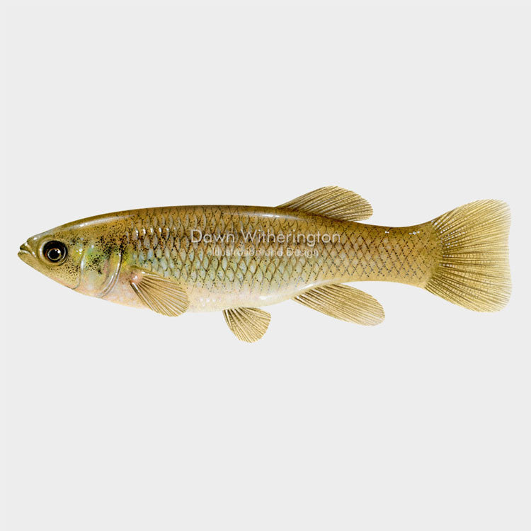 This beautiful illustration of a Mummichog, Fundulus heteroclitus, is biologically accurate in detail.