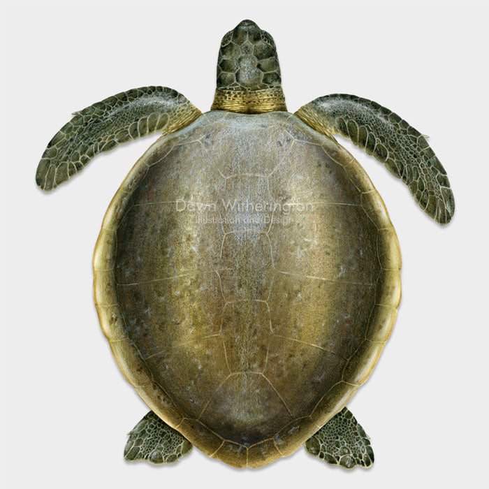 This beautiful dorsal illustration of an adult flatback sea turtle, Natator depressus, is biologically accurate in detail.