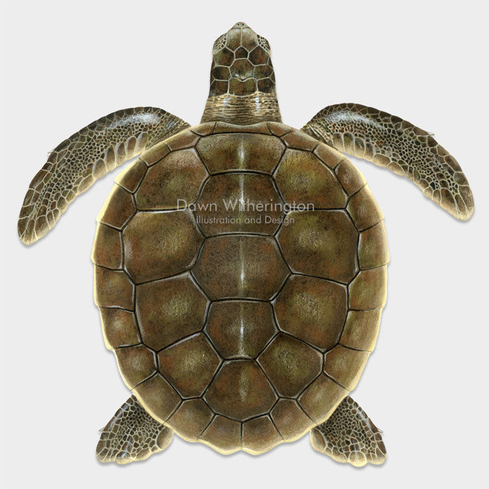 This beautiful illustration of a juvenile flatback sea turtle, Natator depressus, is biologically accurate in detail.